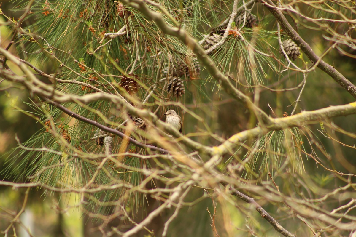 Spotted Flycatcher - ML156491071