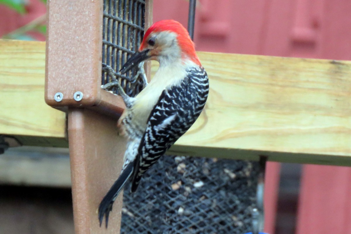 Red-bellied Woodpecker - ML156491081