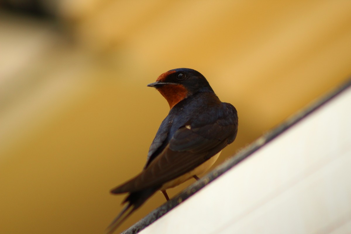 Barn Swallow - ML156491521