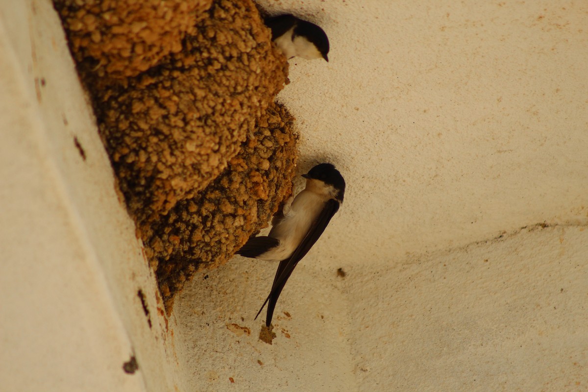 Western House-Martin - ML156491611