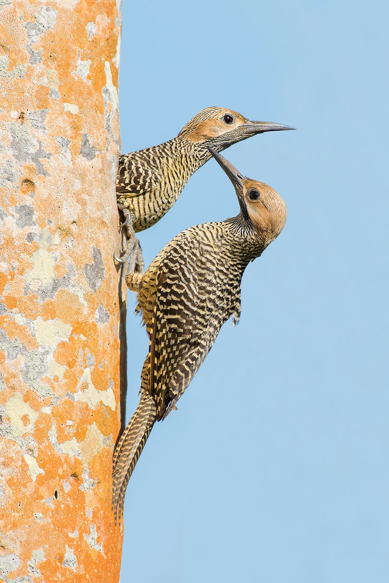 Fernandina's Flicker - ML156491641