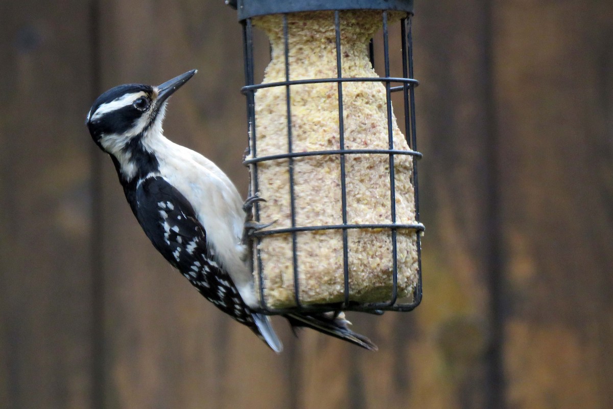 Hairy Woodpecker - ML156491661