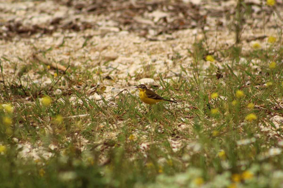 Western Yellow Wagtail - Laetitia Boels