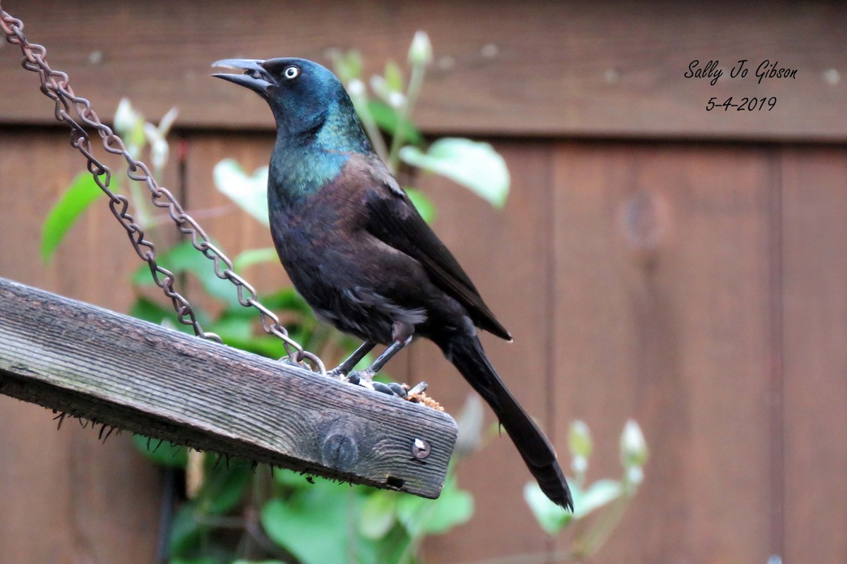 Common Grackle - ML156491961