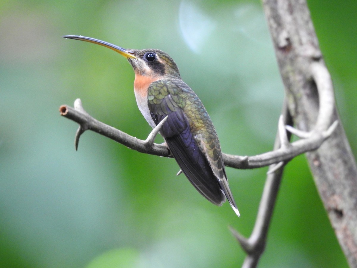 Band-tailed Barbthroat - Carlos Ulate