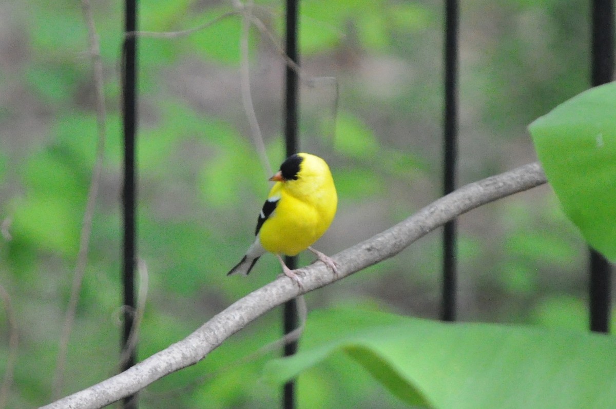 American Goldfinch - Tommie Rogers