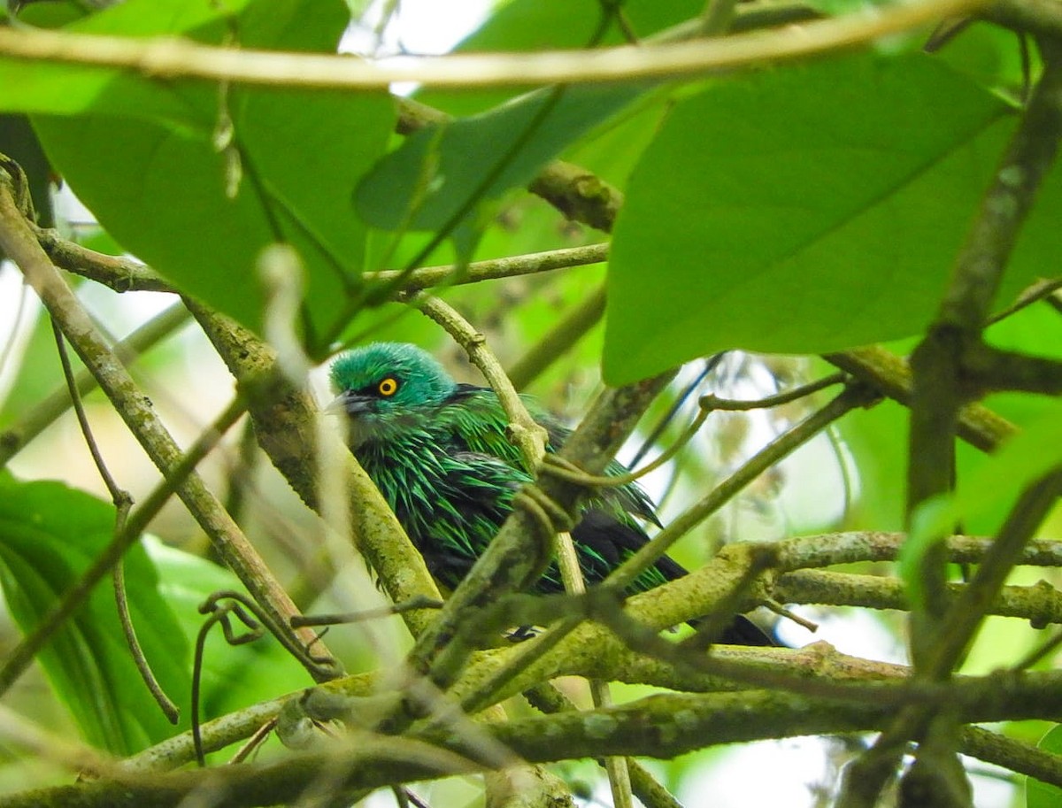 Viridian Dacnis - William Brand Castrillón