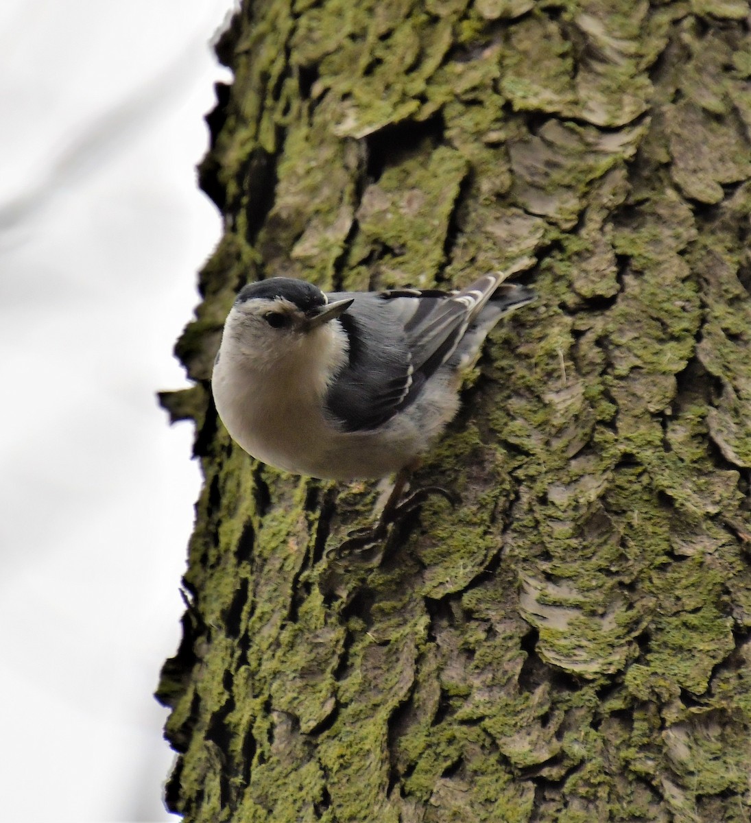 White-breasted Nuthatch - ML156497091