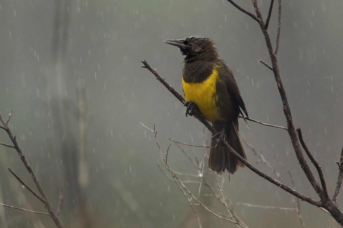 Brown-and-yellow Marshbird - ML156498971