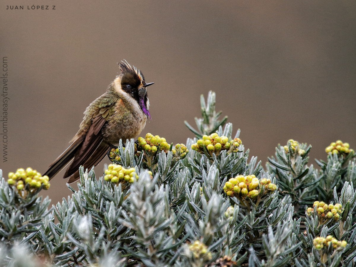 Buffy Helmetcrest - ML156500131