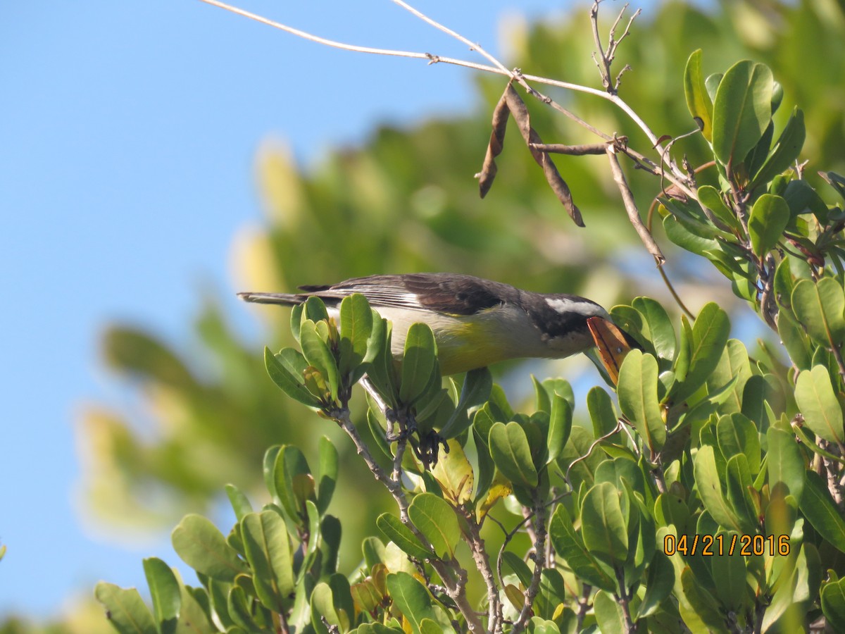 Bananaquit - Sally Erickson