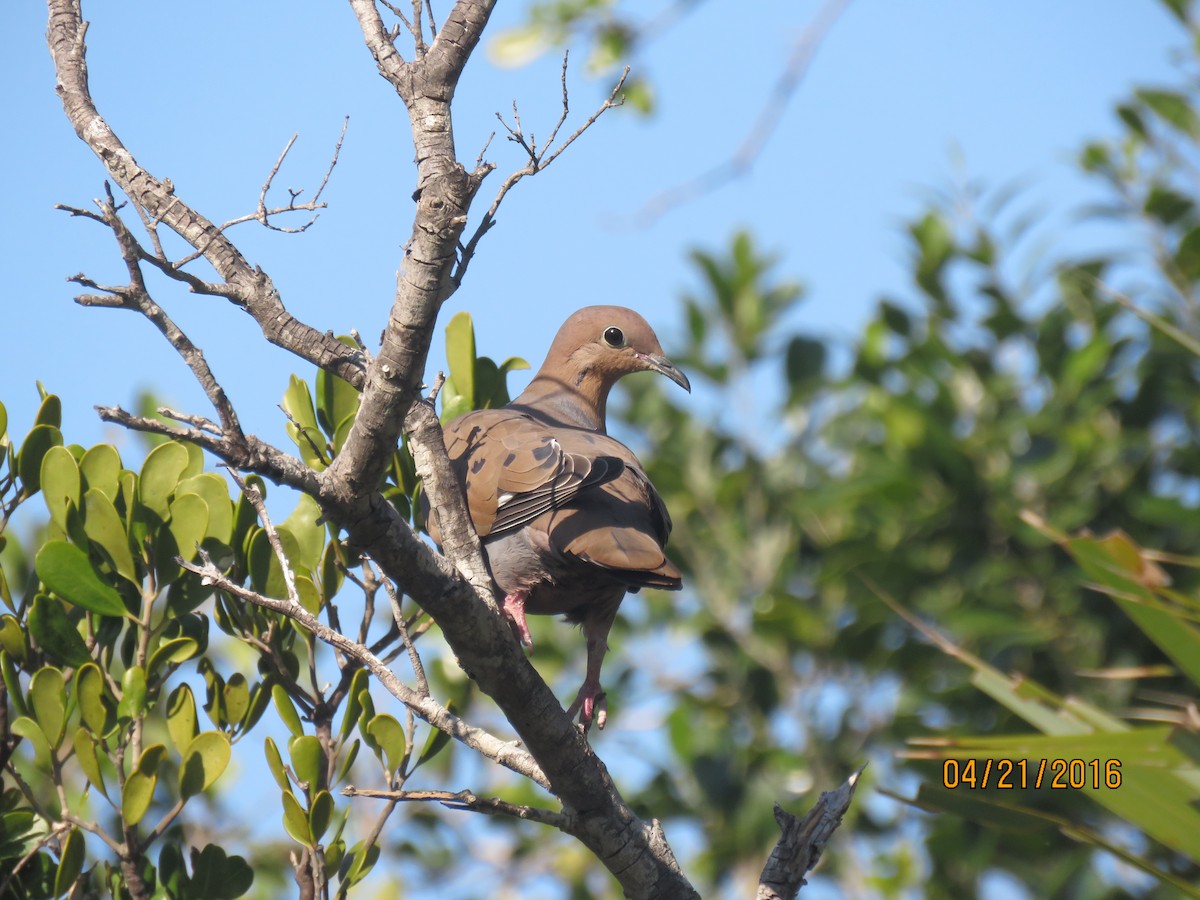 Zenaida Dove - Sally Erickson