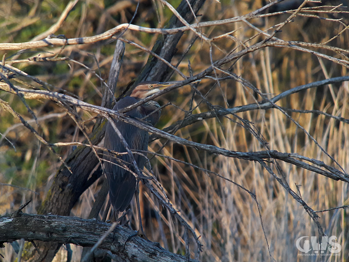 Purple Heron - ML156500961