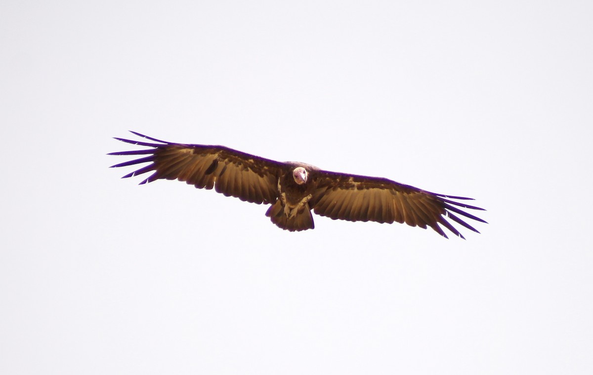 Hooded Vulture - Laetitia Boels