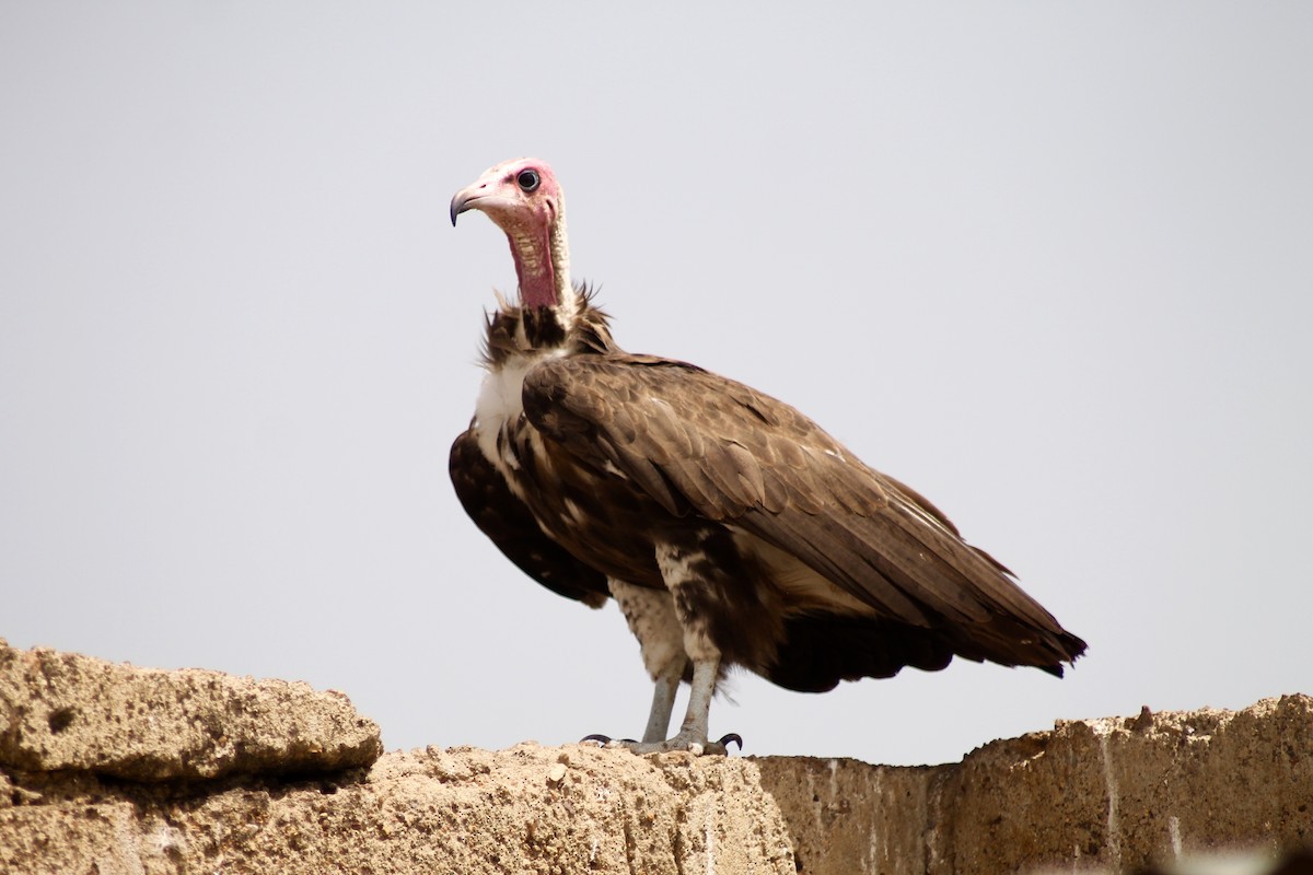 Hooded Vulture - Laetitia Boels