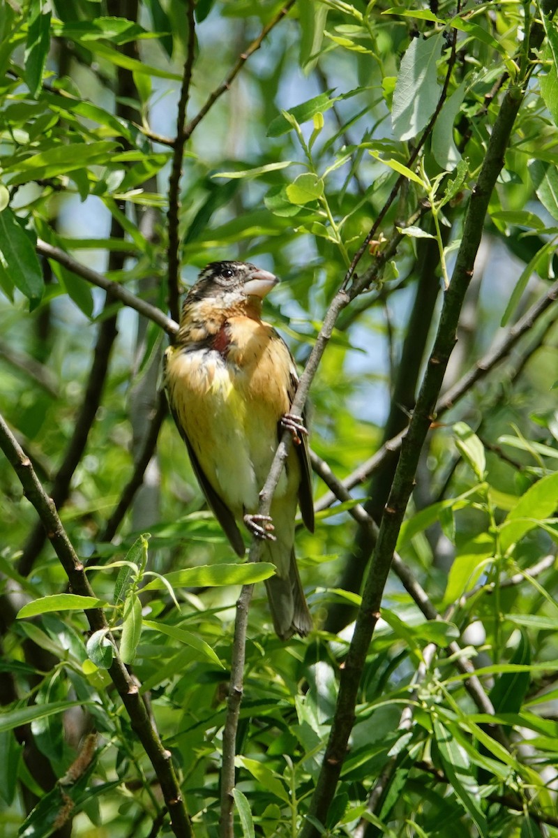 Black-headed Grosbeak - Mark Forney