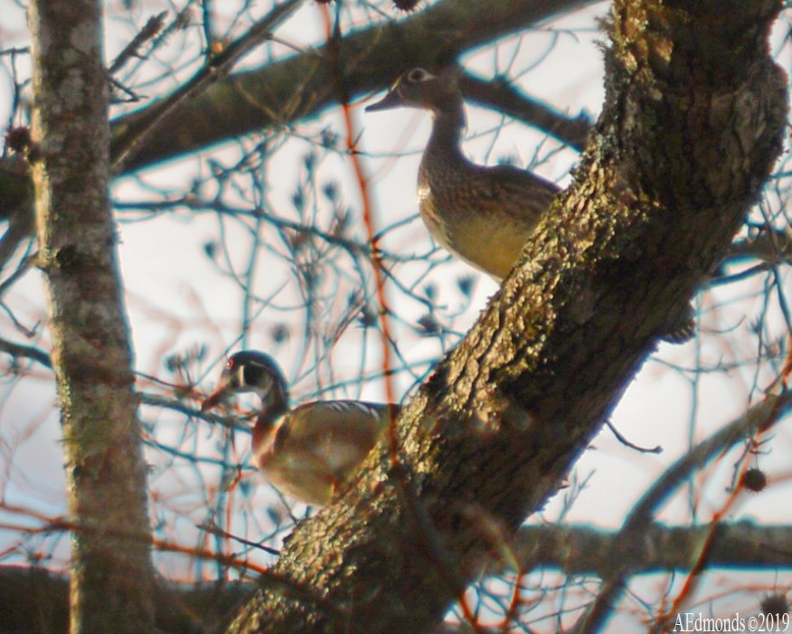 Wood Duck - ML156501461