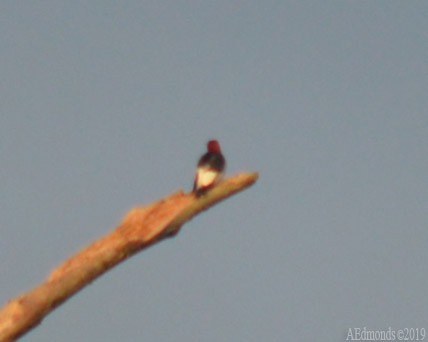 Red-headed Woodpecker - ML156501541