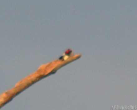 Red-headed Woodpecker - ML156501551