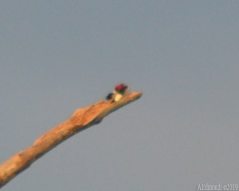 Red-headed Woodpecker - ML156501561