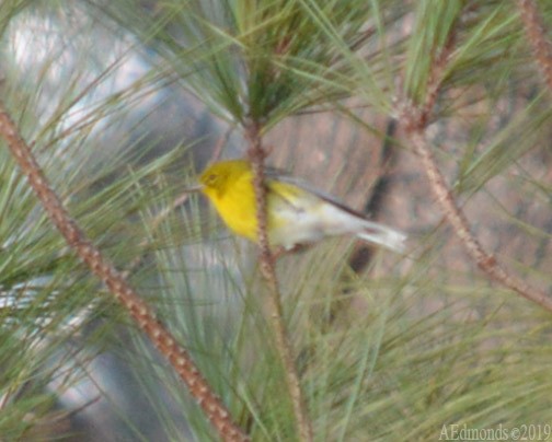 Pine Warbler - ML156501981