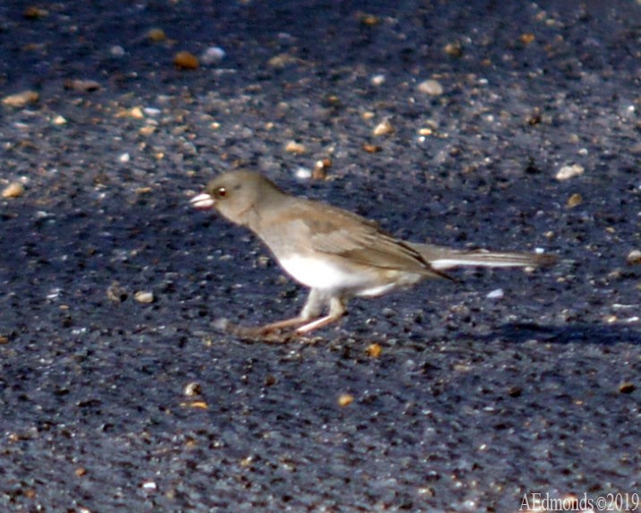 Dark-eyed Junco - ML156502041