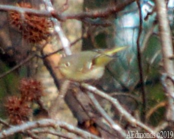 Ruby-crowned Kinglet - ML156502671