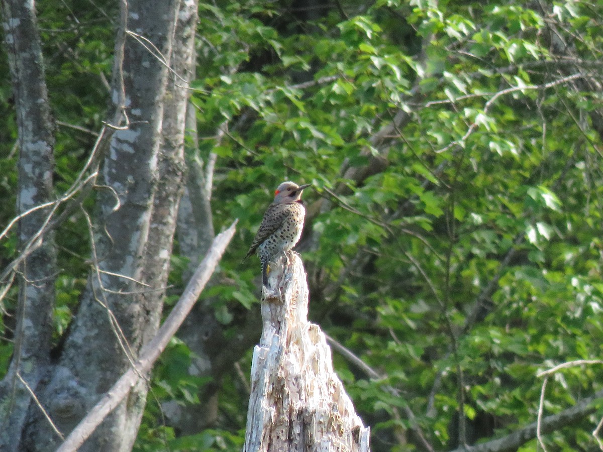 Northern Flicker - ML156503241