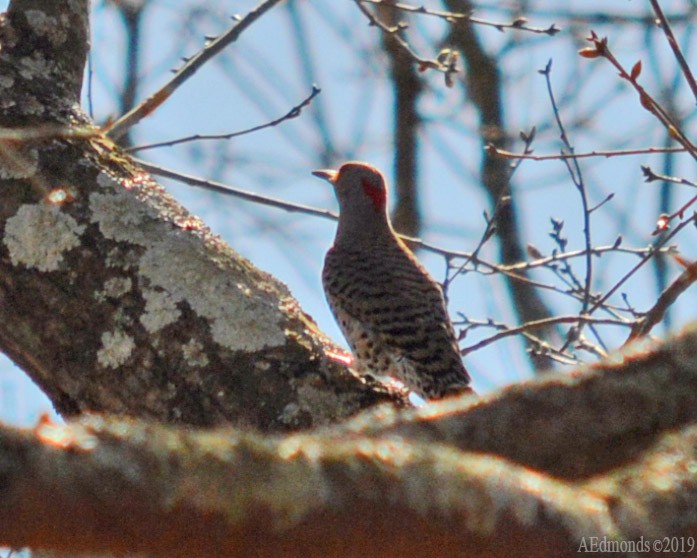 Northern Flicker - ML156503701