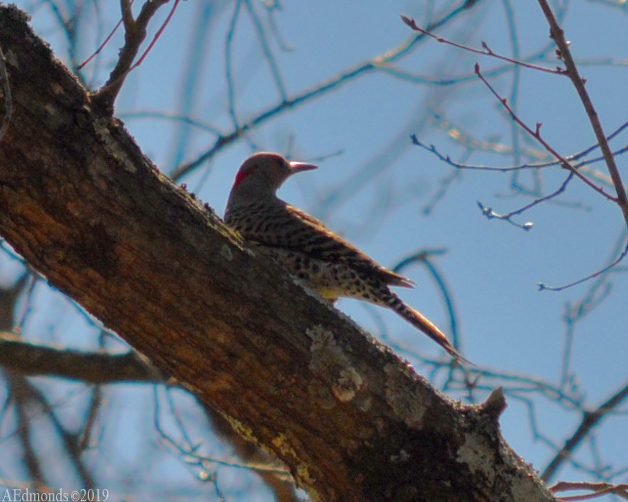 Northern Flicker - ML156503741