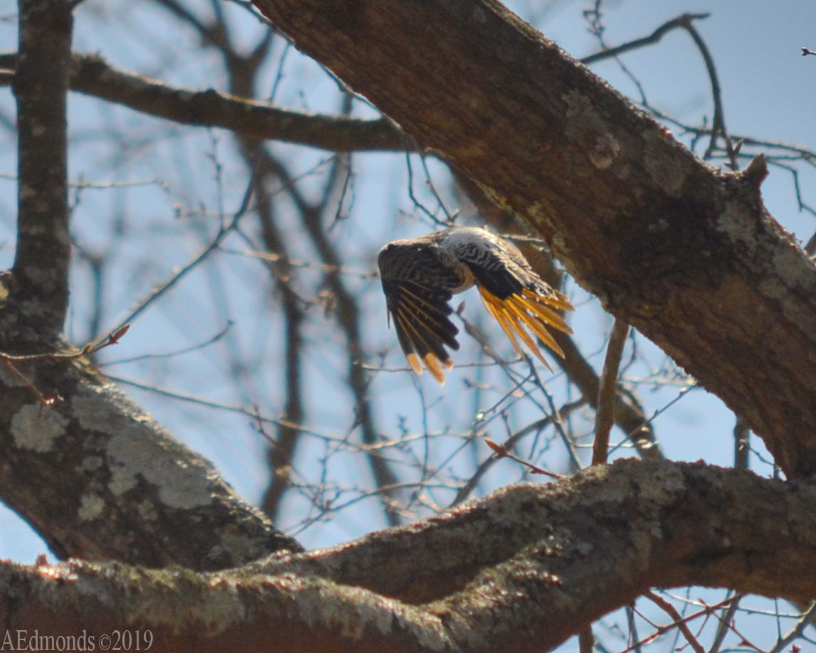 Northern Flicker - ML156503751