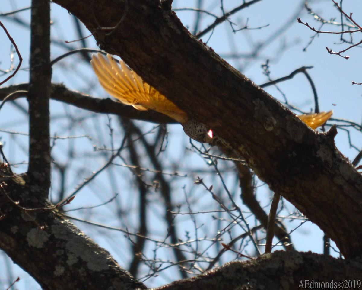 Northern Flicker - ML156503761