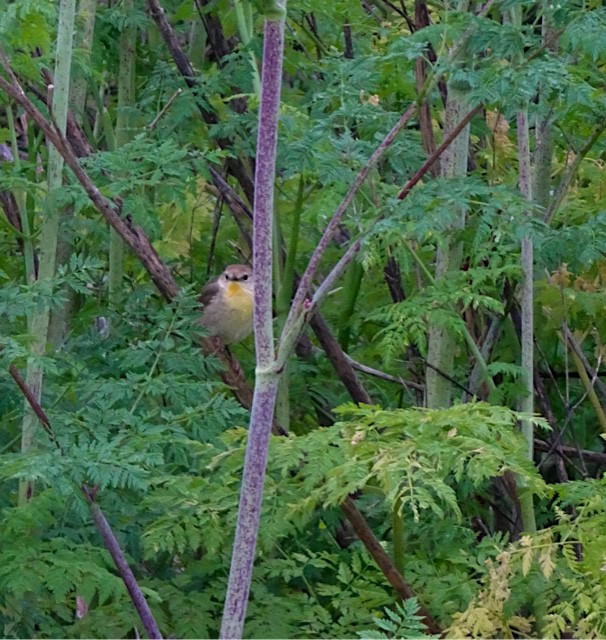 Paruline masquée - ML156504041