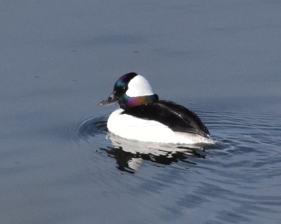 Bufflehead - ML156504251