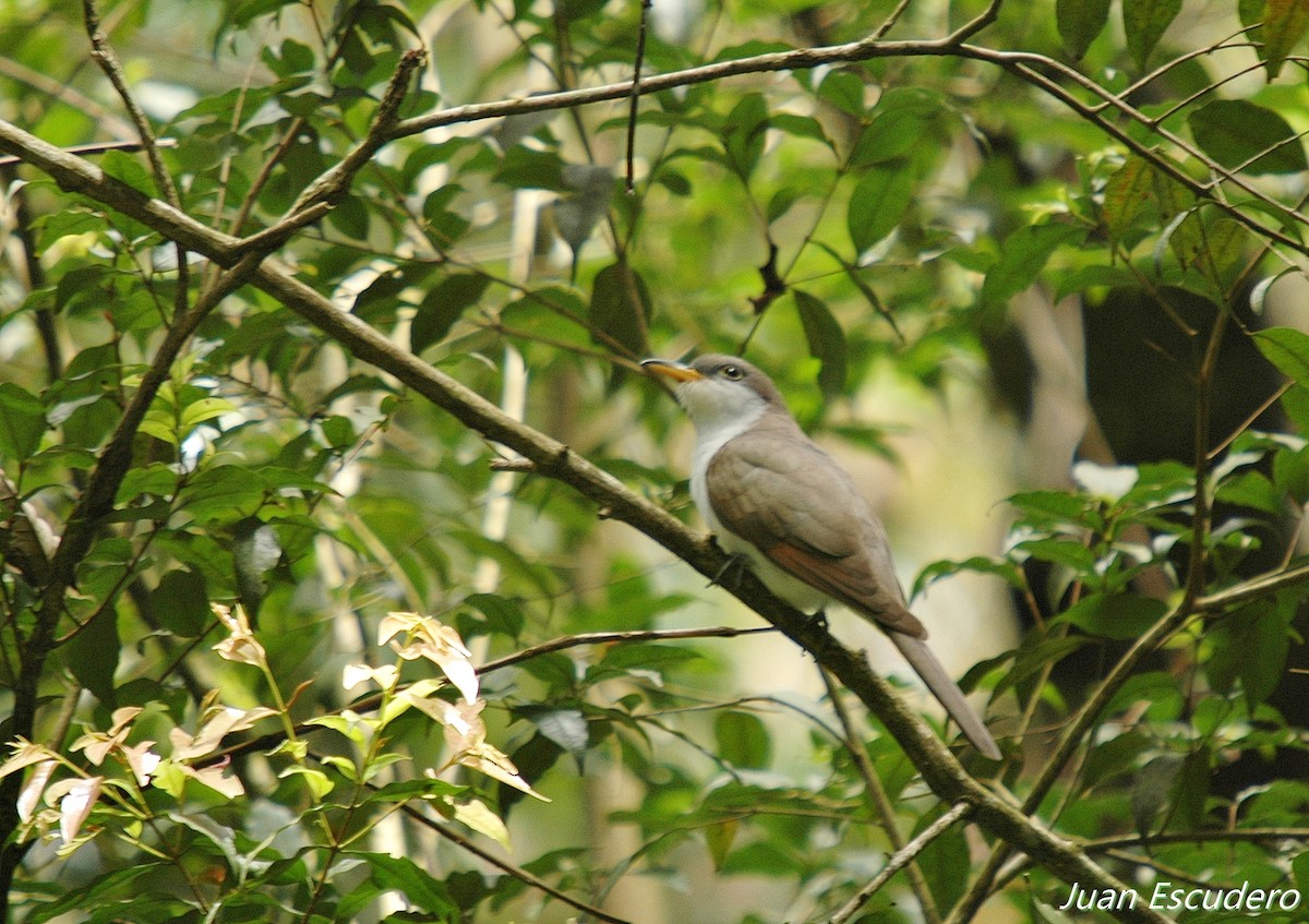 Yellow-billed Cuckoo - Coord. de Investigación INPARQUES YARACUY