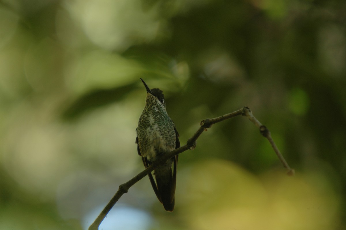 Violettstirn-Brillantkolibri - ML156504661