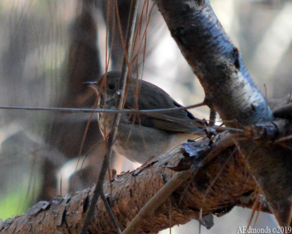 Hermit Thrush - ML156505351