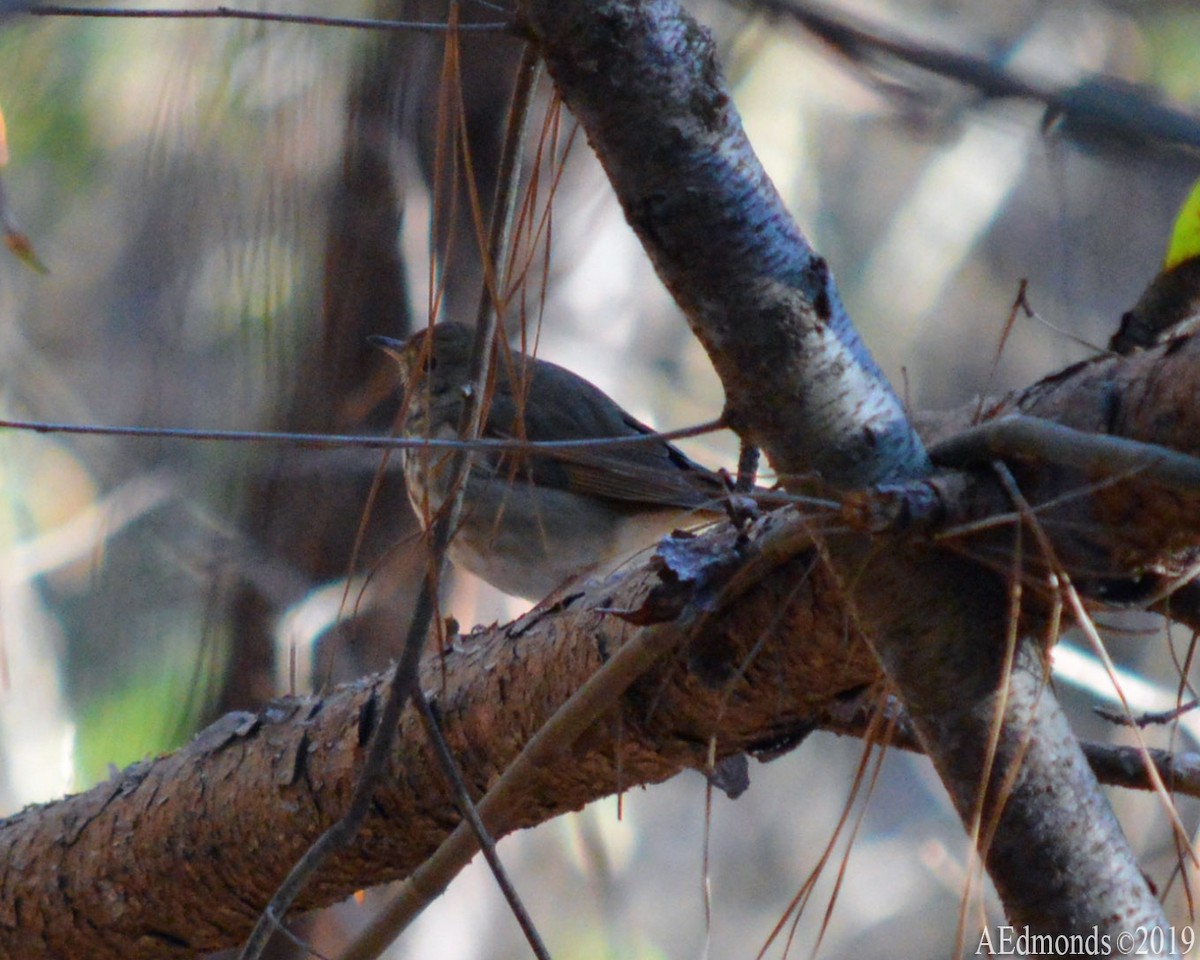 Hermit Thrush - ML156505361