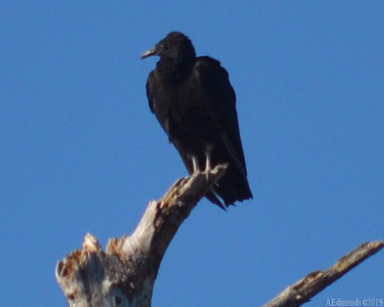 Black Vulture - ML156505561