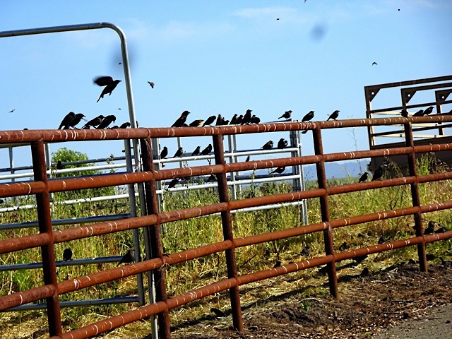 Yellow-headed Blackbird - ML156506161