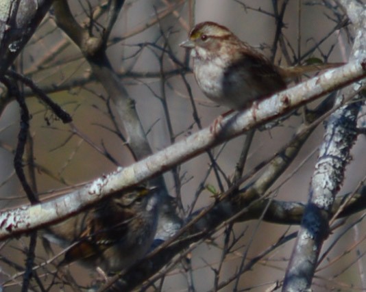 White-throated Sparrow - ML156506771