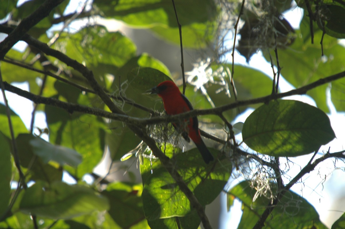 White-winged Tanager - ML156508151