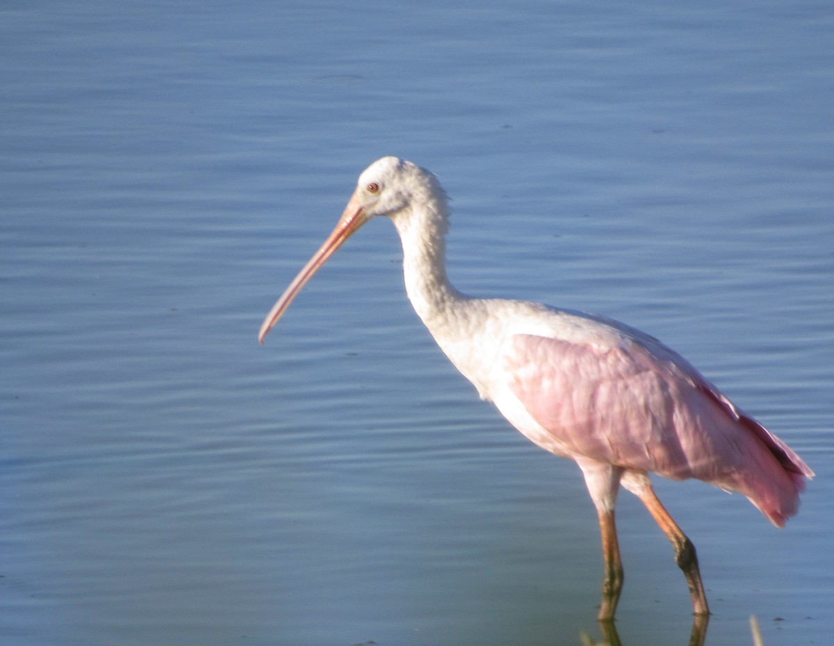 Roseate Spoonbill - ML156508711