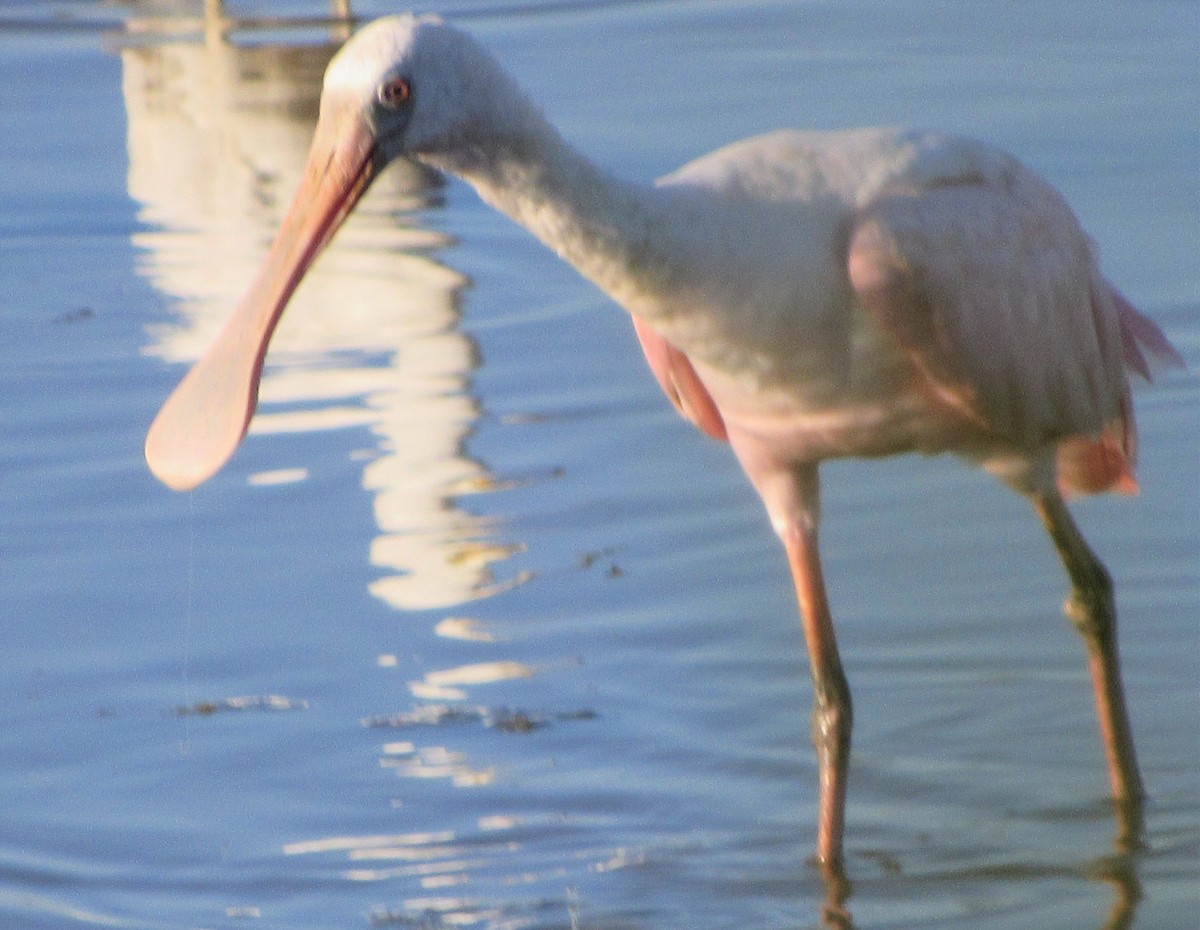 Roseate Spoonbill - Lawrence Gardella