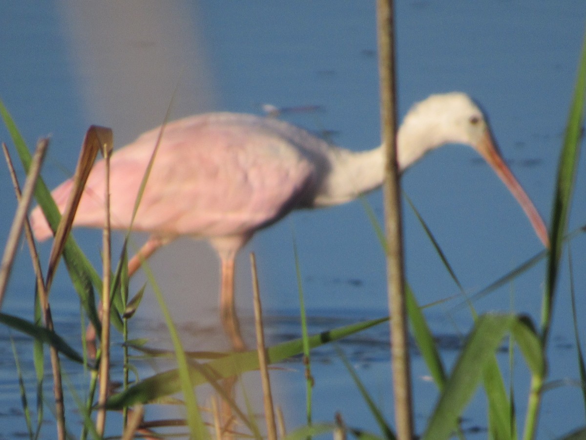 Roseate Spoonbill - Lawrence Gardella