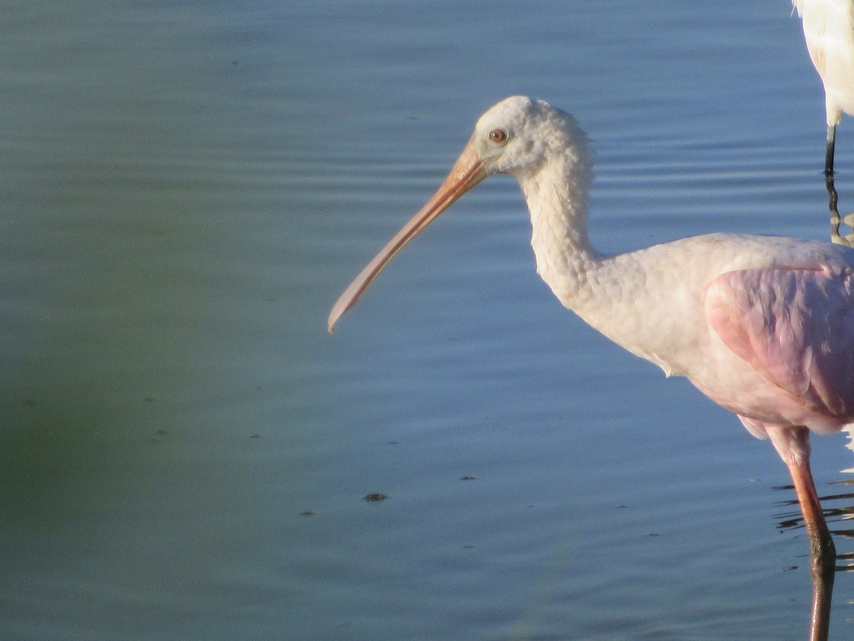 Roseate Spoonbill - Lawrence Gardella