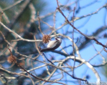 Carolina Chickadee - ML156509291