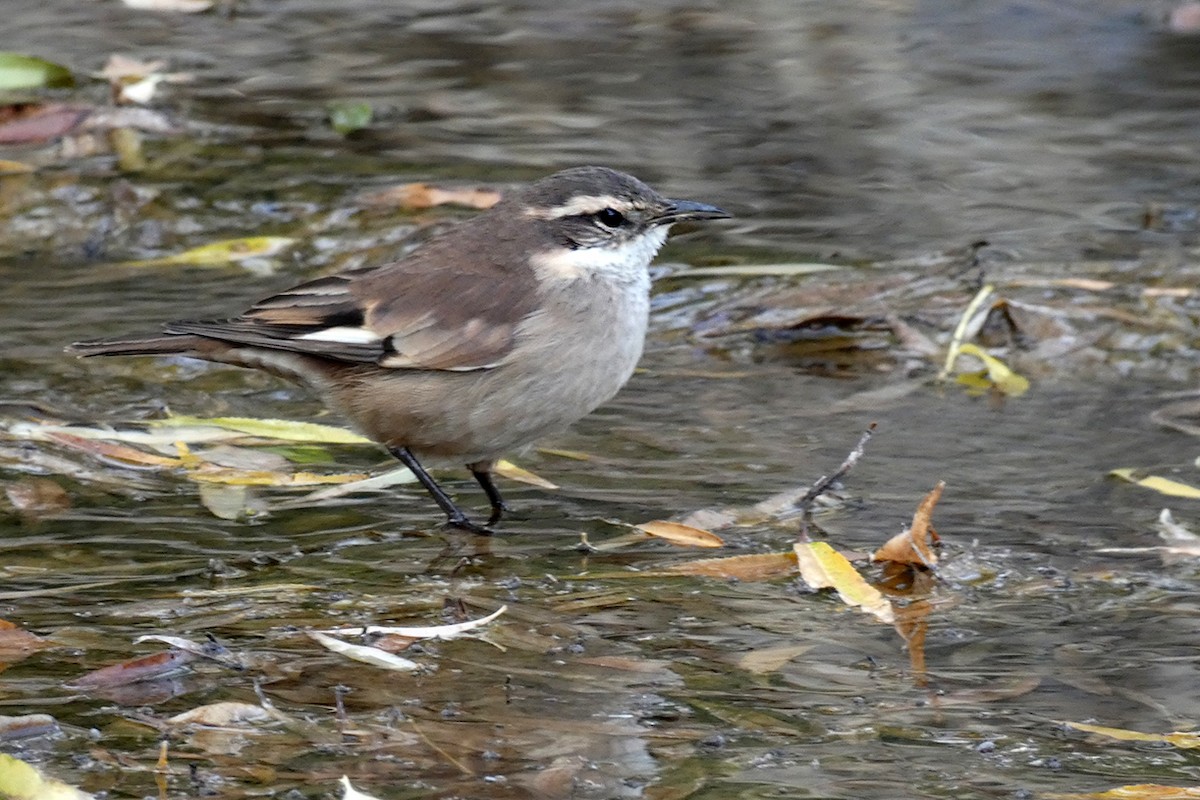 Cream-winged Cinclodes - Fabricio C. Gorleri