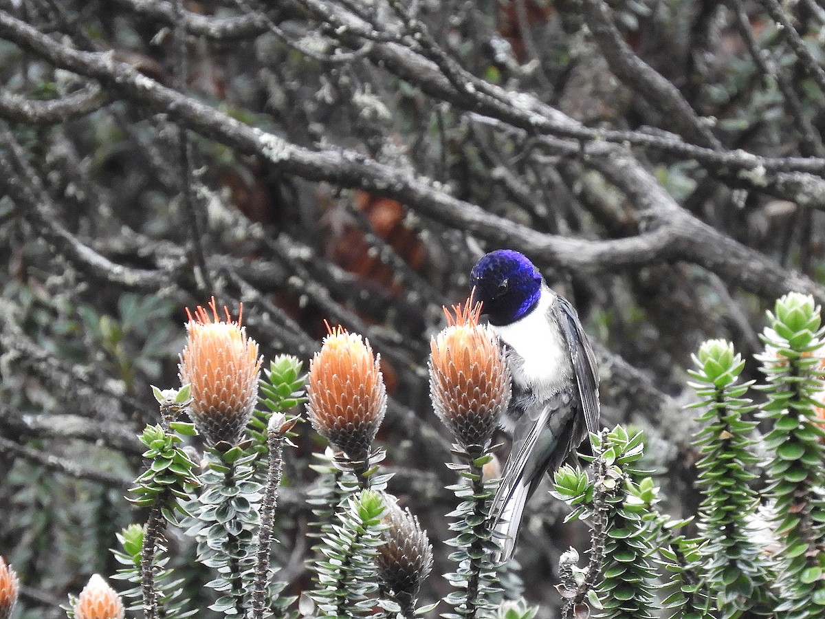 Colibrí del Chimborazo - ML156509781