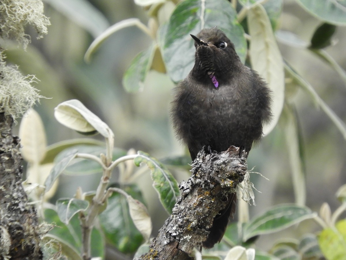 Colibrí de Stanley - ML156509901